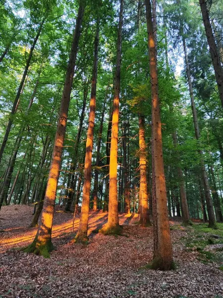Foto van een bos, waarbij de zon op de stammen schijnt.